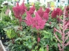 16 perennials astilbe