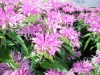 flowers centaura
