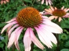 flowers coneflower