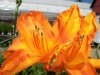 flowers daylily