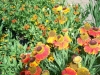flowers gallardia