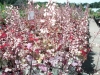 flowers heuchera