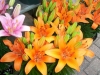 flowers lilies