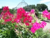 flowers phlox