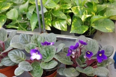 african-violets