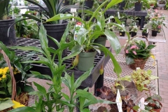 houseplants-3