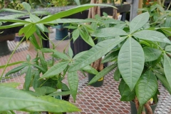houseplants-4