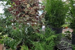 houseplants-5