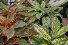 houseplants-6