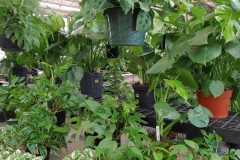 houseplants