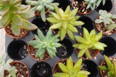 succulents-2