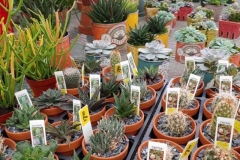 succulents