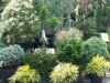 16-shrubs-15