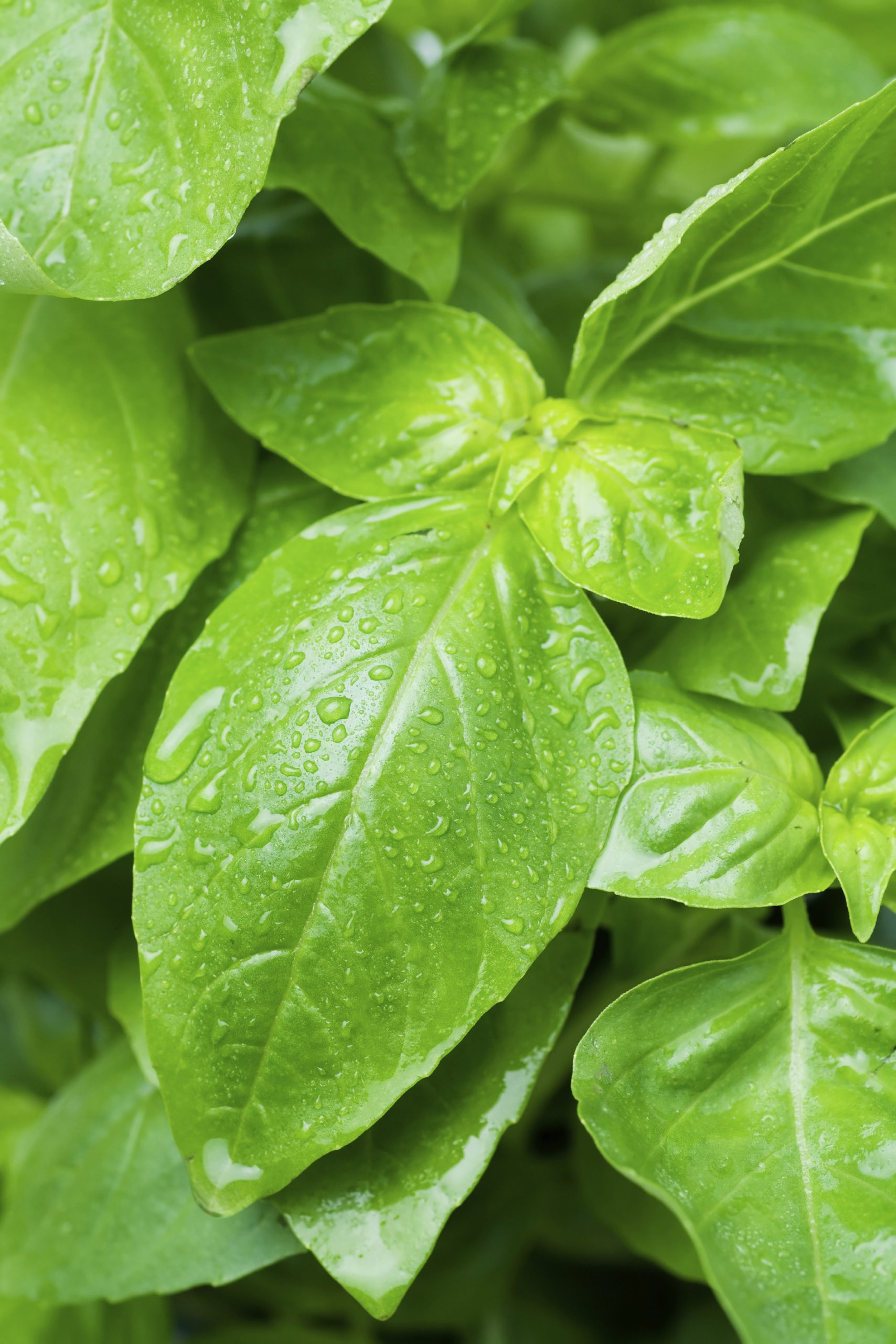 Starting Basil Indoors | 16 Acres Garden Center