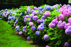 2261-iStock_6744831Hydrangea-300x200