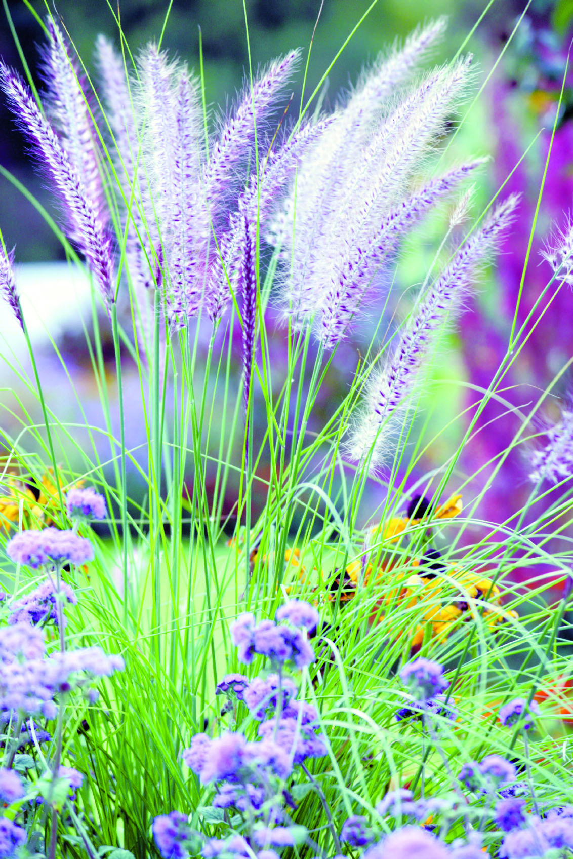 2236_nature flowers_iStock_000002208827Medium