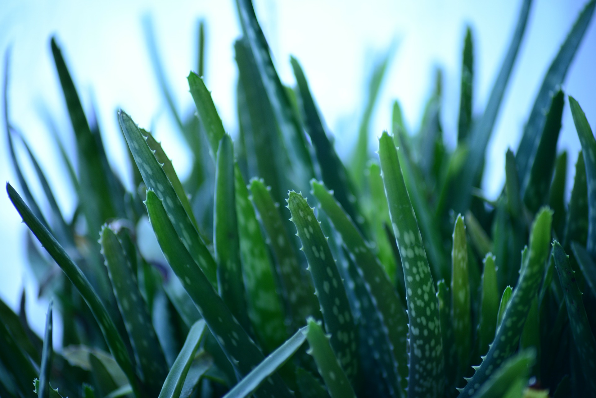Featured Houseplant: Aloe Vera | 16 Acres Garden Center
