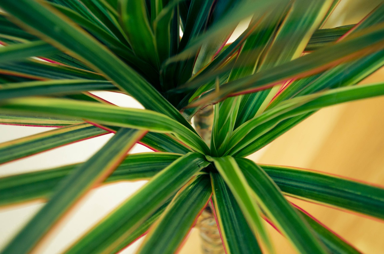 Houseplant of the Month: Dracena Marginata | 16 Acres Garden Center