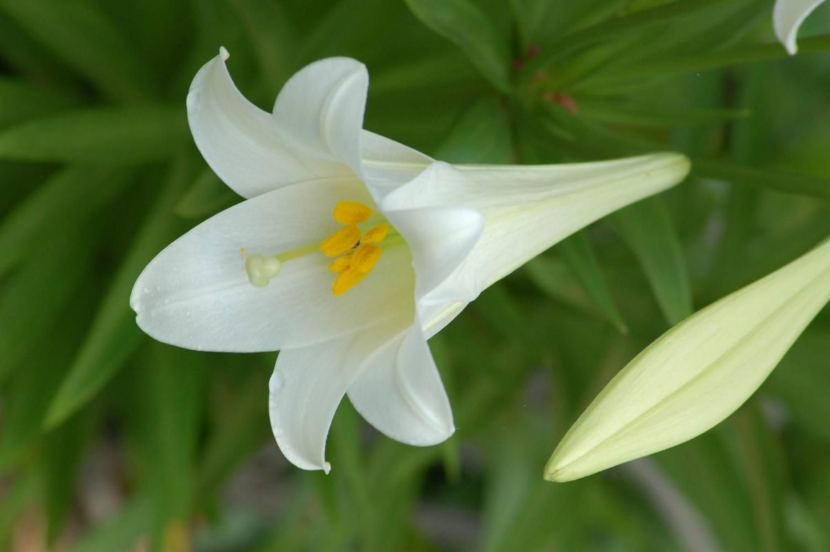 Houseplant of the Month: Easter Lily - 16 Acres Garden Center