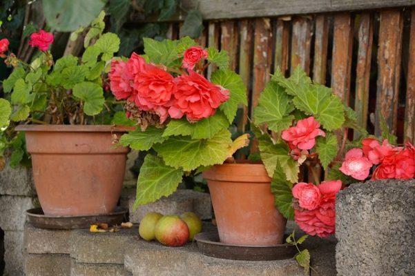 , Growing Guide to Summer Flowering Bulbs, Redwood Nursery &amp; Garden Center