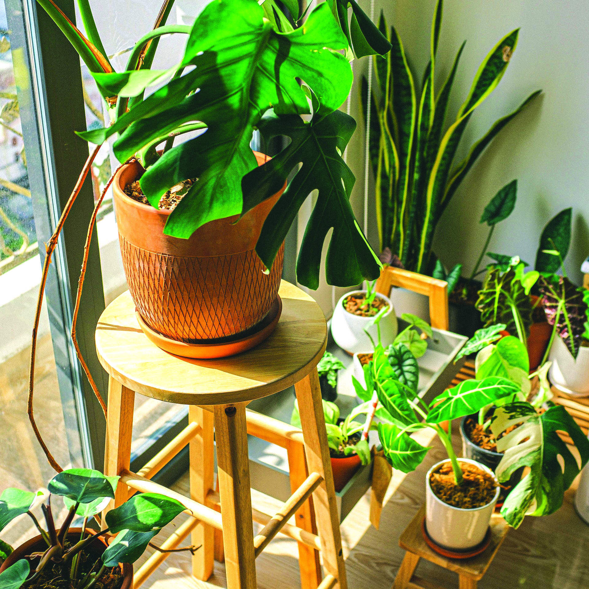 Decorating with Houseplants: A Fresh Start for the New Year | 16 Acres  Garden Center, image size:1920x1920