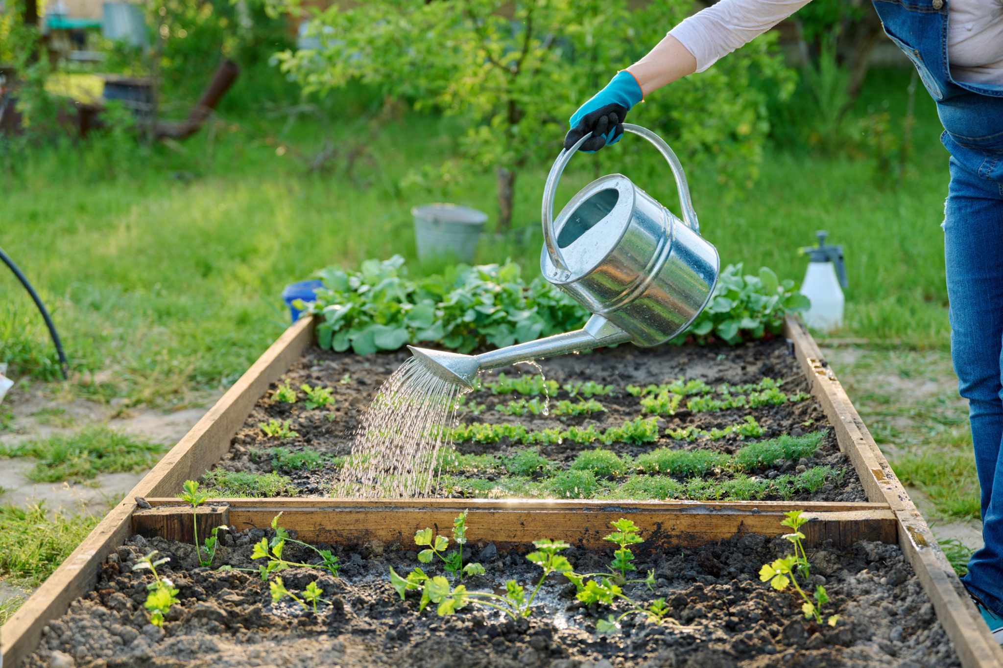 watering.jpg
